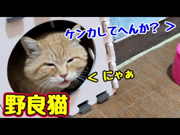 どうも あやしい…【野良猫】