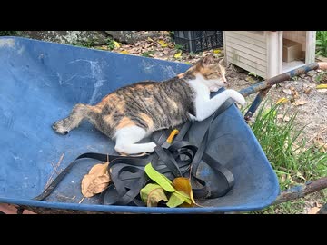 猫がネコで寝る