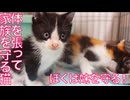 育児中の母猫、体を張って我が子を守る