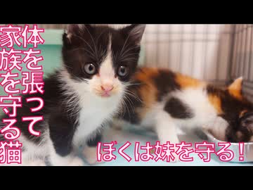 育児中の母猫、体を張って我が子を守る