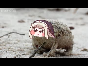 ナマカフクラガエル（ｽﾋﾟｷの姿）