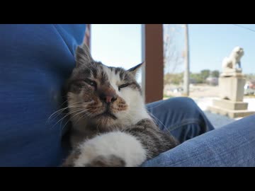 神社で一息ついてたら猫が当然の顔で膝に乗ってきたｗ