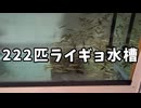 親ライギョの目の前で子供ライギョ222匹を一瞬で乱獲しました