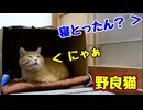 ゆっくりしたい様ですが…【野良猫】