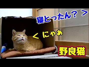 ゆっくりしたい様ですが…【野良猫】