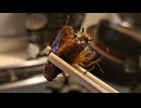 【危険】ゴキブリを素揚げにして食べてみた☆