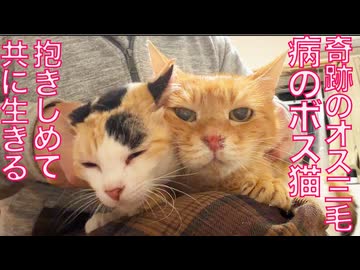 生意気オス三毛猫、復調のボス猫を抱きしめる