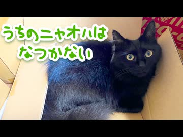 【Vtuber】うちのニャオハはなつかない 歌ってみた【ゆるねひぐ】