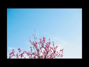 春隣/初音ミク