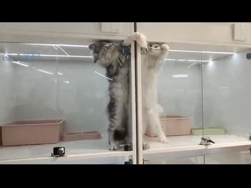 ホモと見る喧嘩しすぎて離れ離れにされた猫