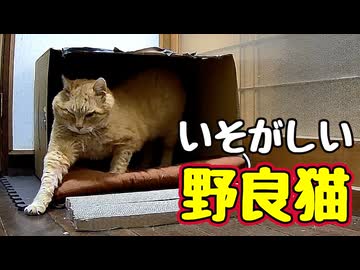 みんな仕事 熱心な様で…【野良猫】