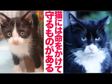 【傷有やや閲覧注意】街のカリスマ猫、命をかけて街を守る