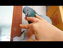Female Pigeon, Bite, Peck, Fight, Coo