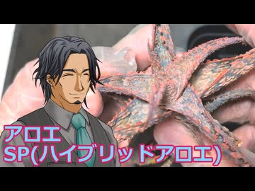 【多肉植物】フリモメンは普及種に癒されたい＃11 ホムセンのハイブリッドアロエの植え替え【ソフトウェアトーク劇場】