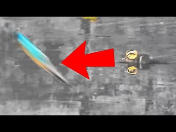 本物の狩りを子カモに見せつけるカワセミ