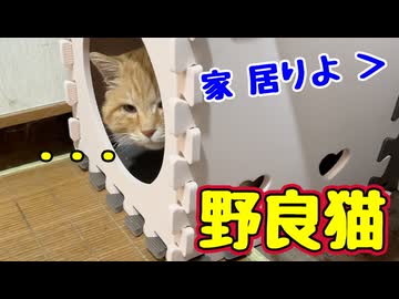 大雪警報 でてますが…【野良猫】