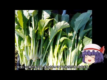 ゆっくり農民277京菜を育ててみませんか？#7