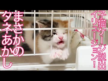 脱出子猫イリュージョン！その真相を追う
