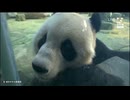 PandapiaLive_2026_1_22