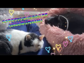 メメモモクッションにゃんこです(2026年1月22日)