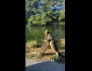 やじゅまんと見るはぐ