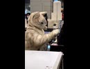 やじゅまんと見る猫の手