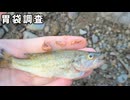侵略的外来種が絶滅危惧種をおびやかす理由がこちら【琵琶湖ガサガサ探検記56】