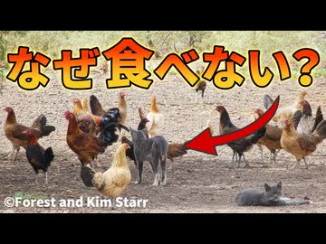 ハワイで爆増するニワトリが食べられていない理由【解説動画】