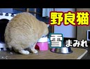 雪の日に どこ行ってんだか…【野良猫】