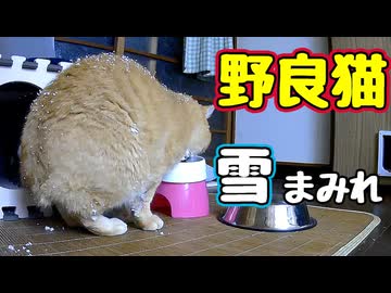 雪の日に どこ行ってんだか…【野良猫】