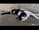 緑眼が神秘的な足ビーンな白黒猫
