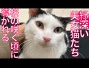 猫たちの縁、桜のもとに導かれる