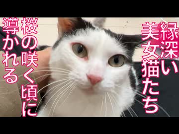 猫たちの縁、桜のもとに導かれる