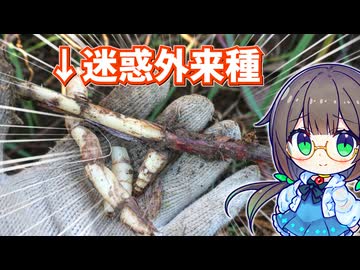 毒草を引っこ抜いてお餅を作りたい！【セイバンモロコシ】