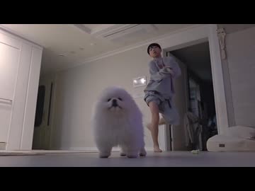 ホモと見る飼い主の前で仁王立ちする犬