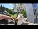 【悲報】神社の猫を撮影してたら制裁パンチ食らった件ｗｗｗ
