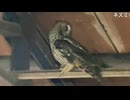 生配信中に納屋で「野生のフクロウ」と遭遇ｗ