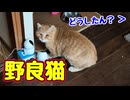 急に鳴き出した【野良猫】