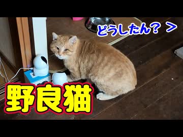 急に鳴き出した【野良猫】