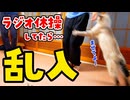 ラジオ体操をしてたら猫が乱入してきた…！