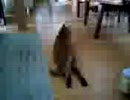 ねこ‐のび‐