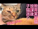 子猫への教育実習生猫、子猫返りする