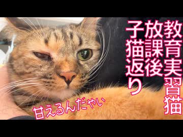 子猫への教育実習生猫、子猫返りする