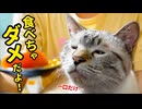 飼い主の晩ごはんを食べたい猫のクンクン顔がかわいすぎた