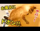【悲報】猫がお風呂に落ちました