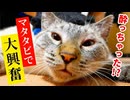 猫がマタタビおもちゃで酔っ払ってしまいました…