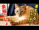 うちの猫、IQが高すぎます…