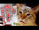 【大好評】猫のデュフィのかわいすぎる鳴き声集＜第２弾＞