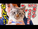猫と反りが合わなくなってしまいました…
