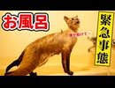 猫をお風呂に入れたら大変な事が起こりました…